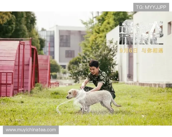 温情金毛寻回犬见证人宠陪伴的感人电影故事温暖治愈旅程 温情金毛寻回犬见证人宠陪伴的感人电影故事温暖治愈旅程